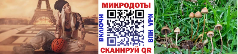 Галлюциногенные грибы Psilocybine cubensis  Киселёвск 